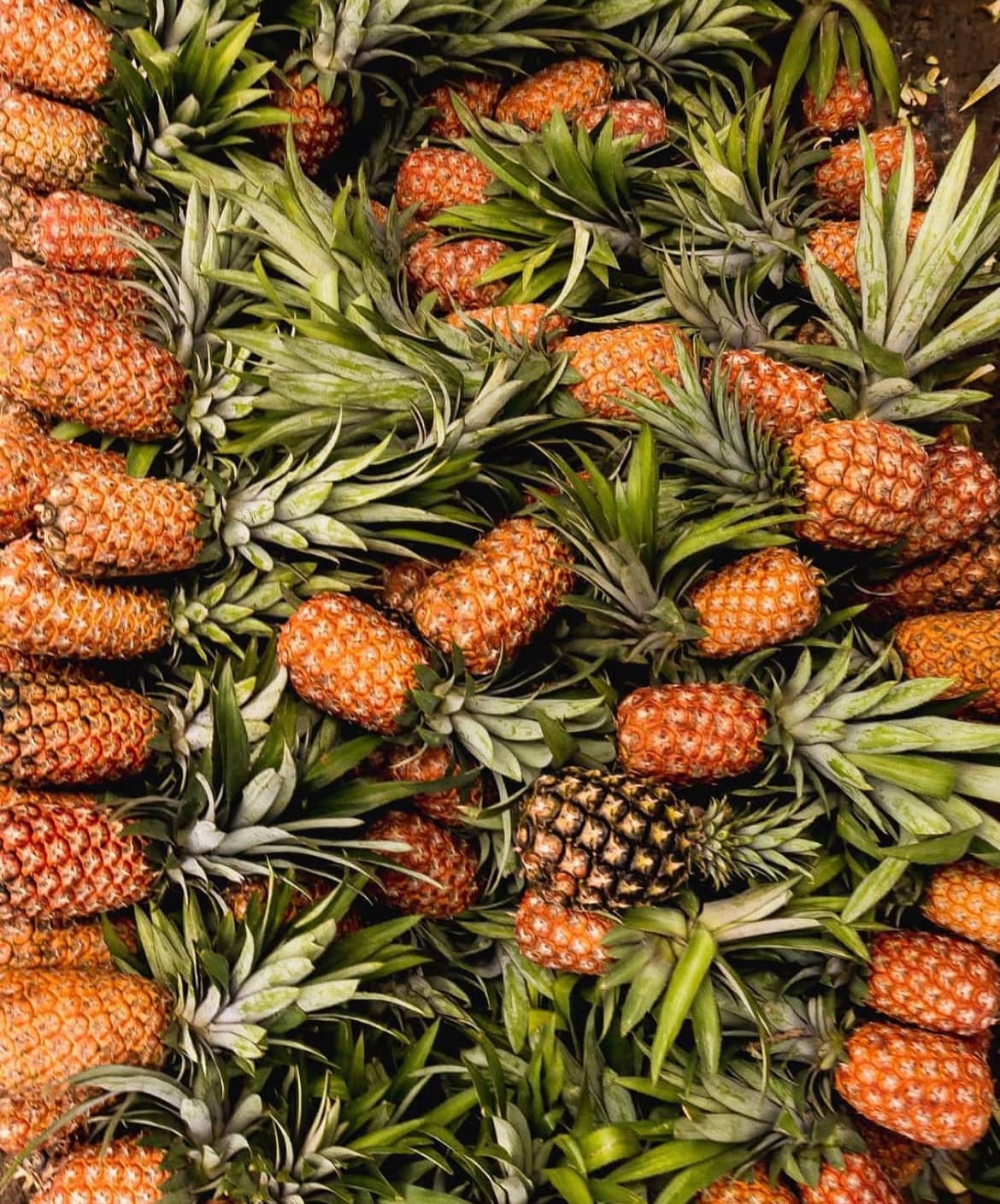 Banner image of pineapples